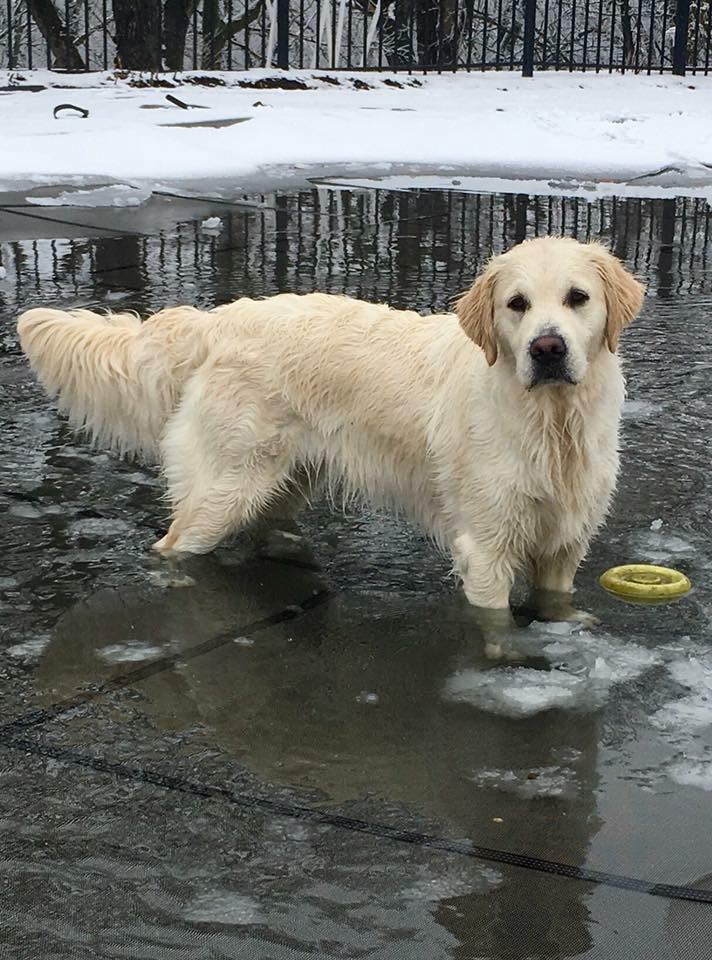 Dolly in pool